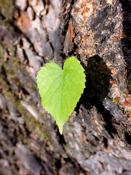 Macro photo and close up of green heart leaf growing on a tree.