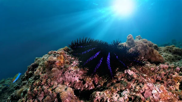 Crown Thorn Seastar Beautiful Rays Sunlight Color Coral Reef Underwater — Zdjęcie stockowe