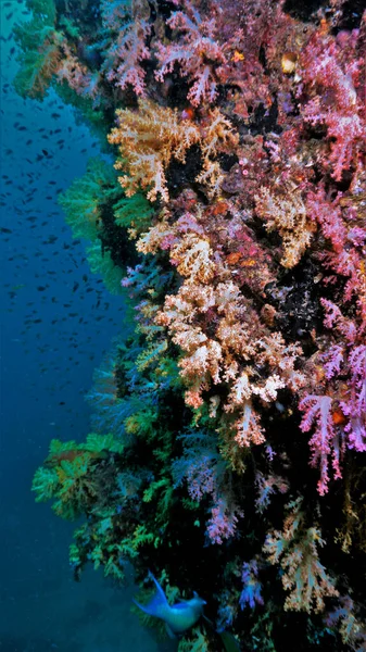 Recife Coral Bonito Colorido Foto Subaquática Mergulho Tailândia — Fotografia de Stock