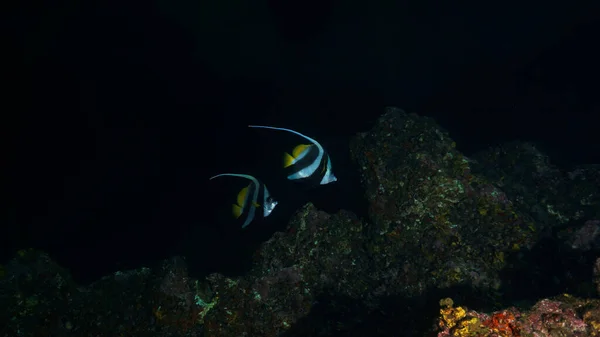 Long finned Banner fish live as a couple whole their life and never leave each other. From a scuba dive in Thailand