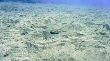 Soyu tükenmekte olan Melek köpekbalığının denizin dibindeki sualtı fotoğrafı. Atlantik Okyanusu 'ndaki Kanarya Adaları' ndaki bir dalıştan..