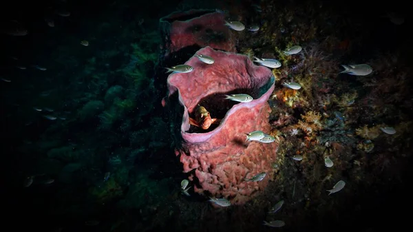 Tropical Fish Looking Out Barrel Sponge Coral Reef —  Fotos de Stock
