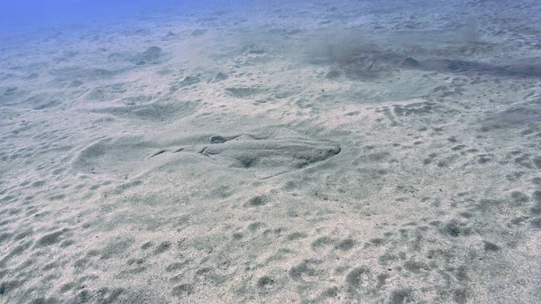 在海底拍摄的濒危天使鲨的照片 在大西洋的加那利群岛跳水 — 图库照片