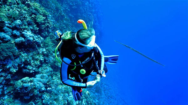 Underwater photo of scuba diver and trumpet fish at the reef. From a scuba dive in the Red sea in Egypt.