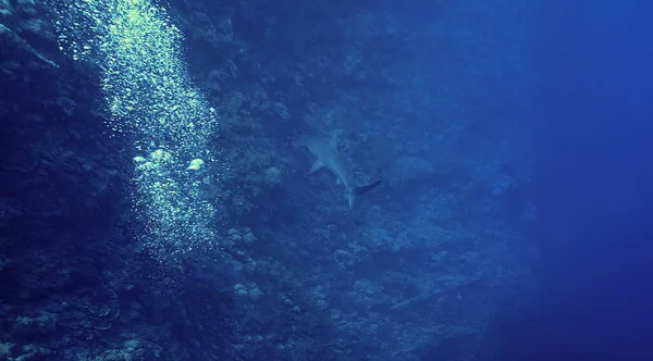 Underwater Photo Scalloped Hammerhead Shark Reef Scuba Dive Red Sea — Stok fotoğraf