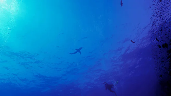 Víz Alatti Fotó Veszélyes Óceáni Fehércápa Felszínéről Egy Búvárkodásból Vörös — Stock Fotó