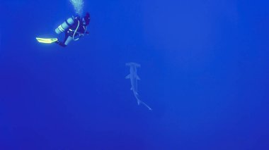 Çekiç başlı köpekbalığı ve dalgıcın sualtı fotoğrafı. Mısır 'daki Kızıl Deniz' deki bir dalıştan..