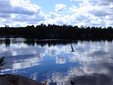 Güzel bir gölün üzerinde uçan bir martı kuşu. İsveç 'in doğasından bir fotoğraf. İskandinavya. 