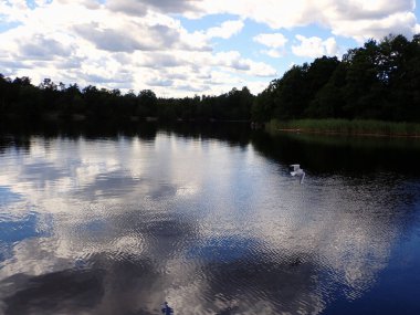 Güzel bir gölün üzerinde uçan bir martı kuşu. İsveç 'in doğasından bir fotoğraf. İskandinavya. 