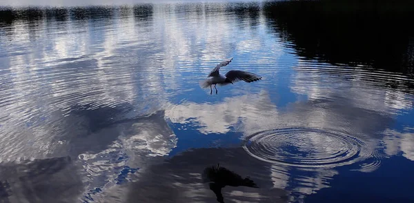 Seagull Bird Flying Beautiful Lake Photograph Nature Sweden Scandinavia — Zdjęcie stockowe