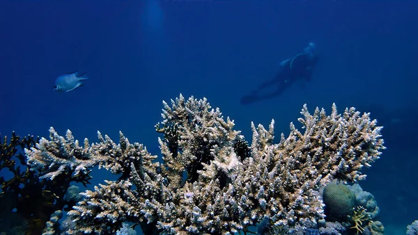 Underwater Photo Corals Scuba Diver Background — Foto de Stock