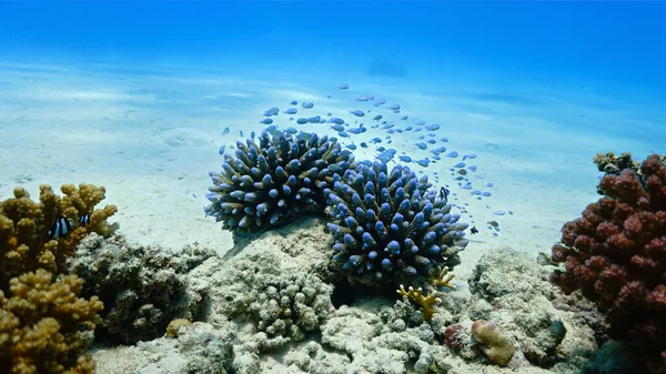 Підводне Фото Коралового Рифу Дрібної Риби — стокове фото