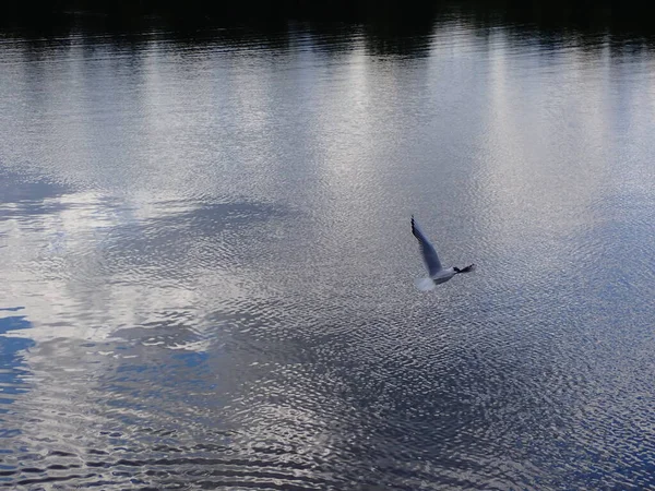 Seagull Bird Flying Beautiful Lake Photograph Nature Sweden Scandinavia — Stock Fotó