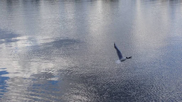 Seagull Bird Flying Beautiful Lake Photograph Nature Sweden Scandinavia — Stockfoto