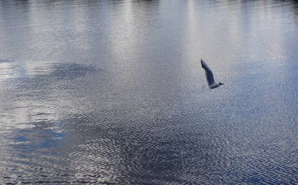 Seagull Bird Flying Beautiful Lake Photograph Nature Sweden Scandinavia — Stockfoto