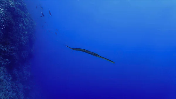 Underwater Photo Close Trumpet Fish — Stok fotoğraf