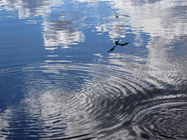 Seagull Bird Flying Beautiful Lake Light Reflections Mirror Surface — Zdjęcie stockowe