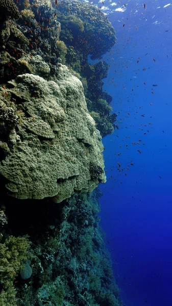 Underwater photo of a beautiful drop off wall. From a scuba dive in the Red sea in Egypt.