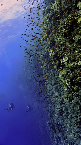 Underwater photo of a beautiful drop off wall. From a scuba dive in the Red sea in Egypt.