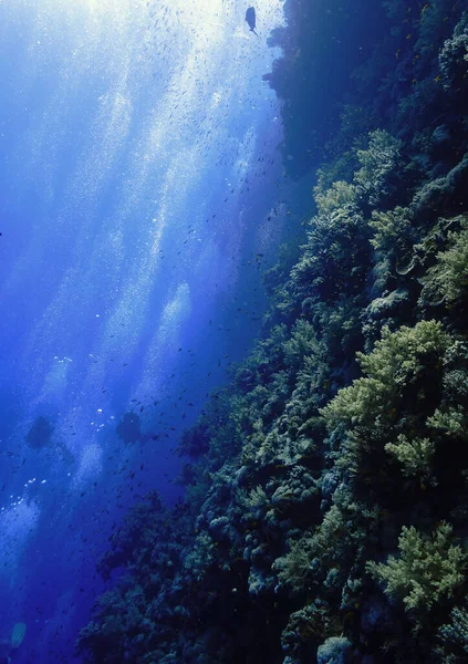 Underwater photo of a beautiful drop off wall. From a scuba dive in the Red sea in Egypt.