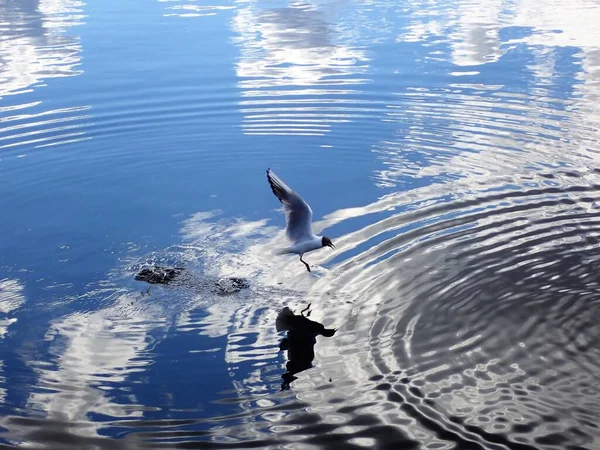 Seagull Bird Flying Beautiful Lake Light Reflections Mirror Surface — Stockfoto