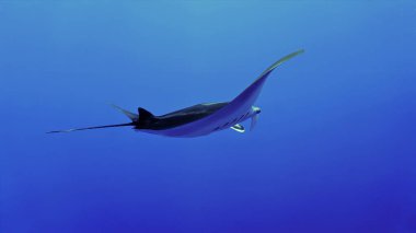Underwater photo of a Oceanic Manta ray hovering in the deep blue sea.