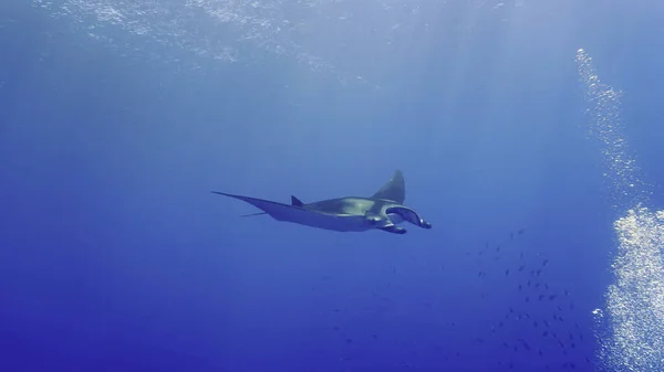 Underwater Photo Oceanic Manta Ray Hovering Deep Blue Sea — Photo