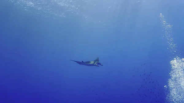 Υποβρύχια Φωτογραφία Μιας Oceanic Manta Ακτίνας Αιωρείται Στο Βαθύ Γαλάζιο — Φωτογραφία Αρχείου