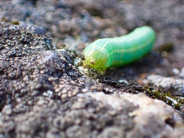 Macro Photo Close Green Larvae Out Nature — 스톡 사진