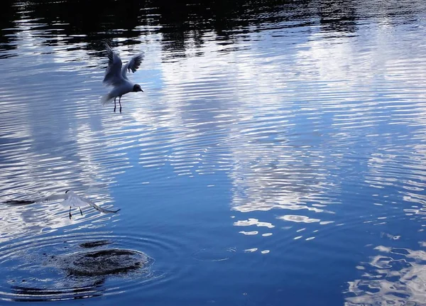 Seagull Bird Flying Beautiful Lake Light Reflections Mirror Surface — Zdjęcie stockowe