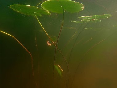 Beautiful yellow Water lily (nuphar lutea) in the clear pound. Underwater shot in the fresh water lake. Nature habitat. Underwater world. Underwater view of a pond in summer