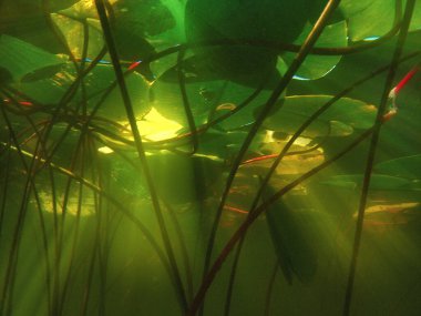 Beautiful yellow Water lily (nuphar lutea) in the clear pound. Underwater shot in the fresh water lake. Nature habitat. Underwater world. Underwater view of a pond in summer