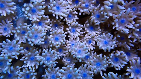 Macro Underwater Photography Close Corals — Stock Fotó
