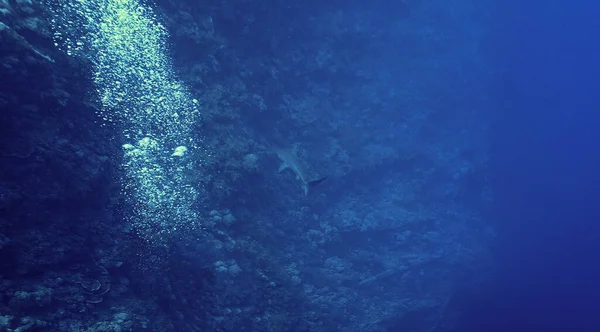 Underwater Photo Scalloped Hammerhead Shark Scuba Dive Red Sea Egypt — Stok fotoğraf