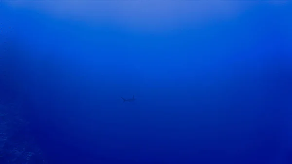 Underwater photo of scalloped hammerhead shark and a scuba diver. From a scuba dive in the Red sea in Egypt.