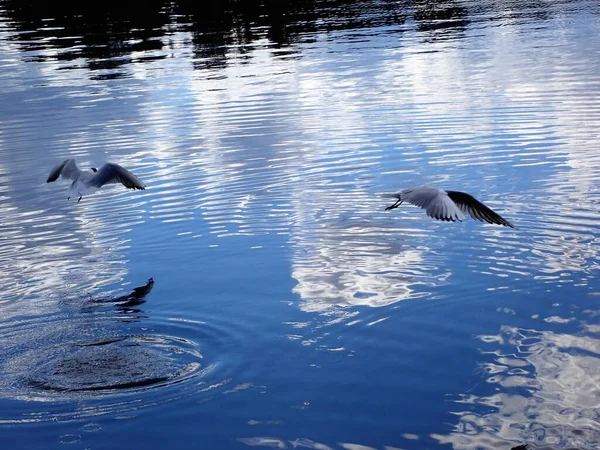 Seagull Bird Flying Beautiful Lake Light Reflections Mirror Surface — Stock Photo, Image