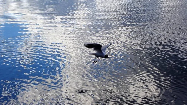 Seagull Bird Flying Beautiful Lake Light Reflections Mirror Surface — 스톡 사진