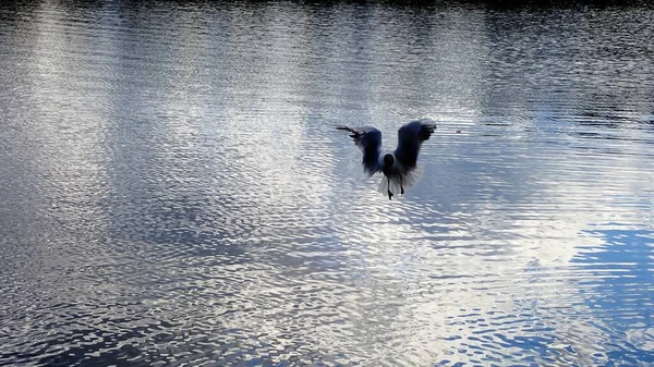 Seagull Bird Flying Beautiful Lake Light Reflections Mirror Surface — Stock fotografie