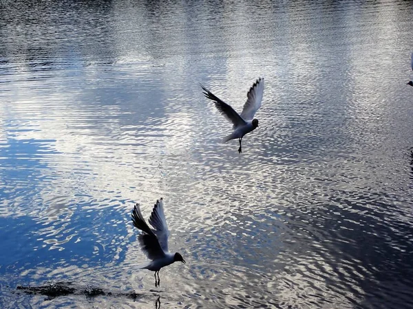 Seagull Bird Flying Beautiful Lake Light Reflections Mirror Surface — Foto Stock