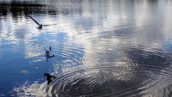 Seagull Bird Flying Beautiful Lake Light Reflections Mirror Surface — Stock Fotó