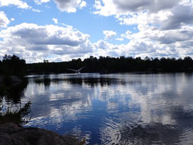 A seagull bird flying over a beautiful lake with light reflections in the mirror like surface