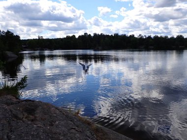 A seagull bird flying over a beautiful lake with light reflections in the mirror like surface