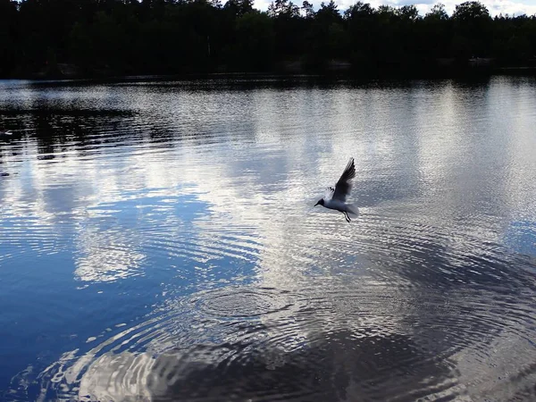 Seagull Bird Flying Beautiful Lake Light Reflections Mirror Surface — ストック写真