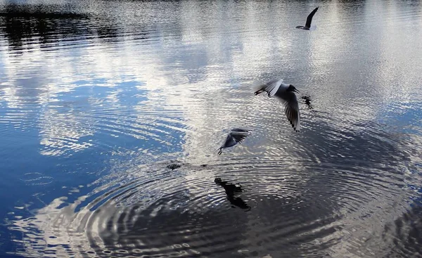 Seagull Bird Flying Beautiful Lake Light Reflections Mirror Gloss Surface — Zdjęcie stockowe