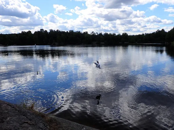 A seagull bird flying over a beautiful lake with light reflections in the mirror like surface