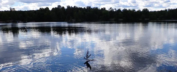 A seagull bird flying over a beautiful lake with light reflections in the mirror like surface
