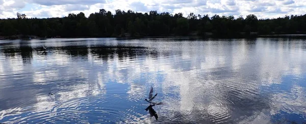 Seagull Bird Flying Beautiful Lake Light Reflections Mirror Surface — Stock Fotó