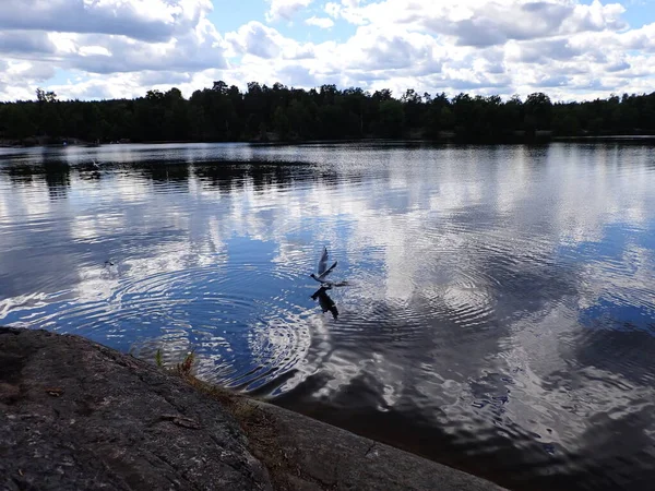 A seagull bird flying over a beautiful lake with light reflections in the mirror like surface