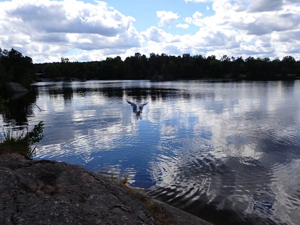 A seagull bird flying over a beautiful lake with light reflections in the mirror like surface