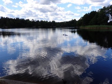 A seagull bird flying over a beautiful lake with light reflections in the mirror gloss surface
